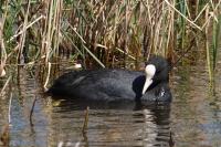 Fulica atra