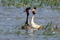 Podiceps cristatus