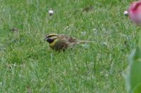Emberiza cirlus