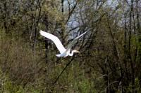 Ardea alba