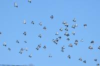 Columba livia
