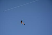 Hirundo rustica