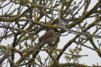 Emberiza schoeniclus