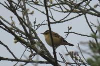 Acrocephalus schoenobaenus