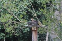 Coccothraustes coccothraustes