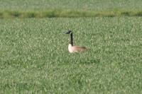 Branta canadensis