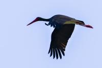 Ciconia nigra