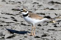 Charadrius dubius