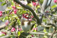 Carduelis carduelis