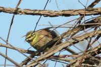 Emberiza cirlus