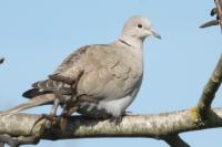 Streptopelia decaocto