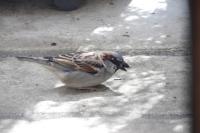 Passer domesticus