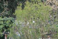 Coccothraustes coccothraustes