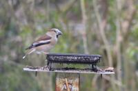 Coccothraustes coccothraustes