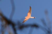 Falco tinnunculus