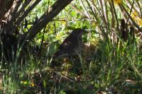 Turdus philomelos