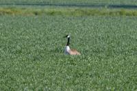 Branta canadensis