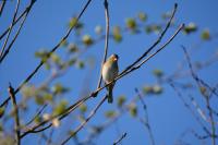 Fringilla coelebs