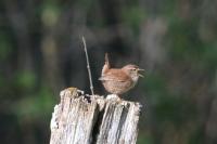 Troglodytes troglodytes