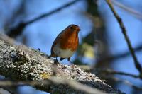 Erithacus rubecula