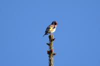 Carduelis carduelis