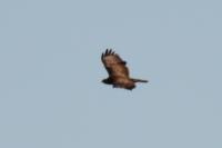 Buteo buteo