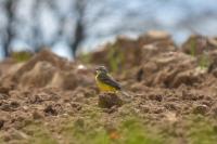 Motacilla flava