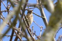 Anthus trivialis