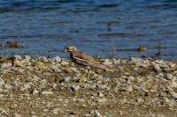 Burhinus oedicnemus