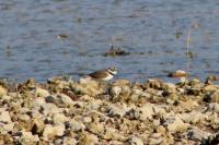 Charadrius dubius