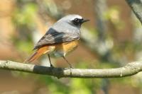 Phoenicurus phoenicurus