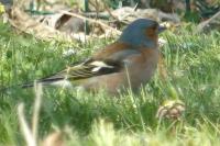 Fringilla coelebs