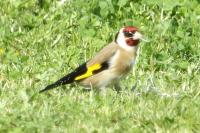Carduelis carduelis