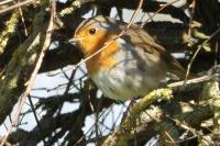 Erithacus rubecula