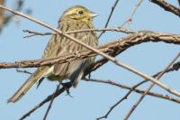 Emberiza cirlus