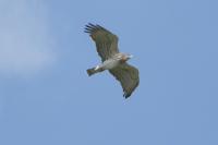 Circaetus gallicus
