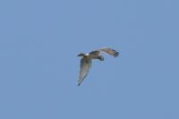 Circaetus gallicus