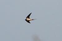 Hirundo rustica