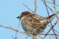 Passer domesticus