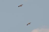 Buteo buteo