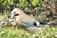 Garrulus glandarius