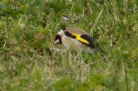 Carduelis carduelis