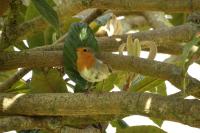 Erithacus rubecula