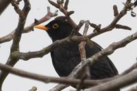 Turdus merula