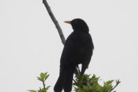 Turdus merula
