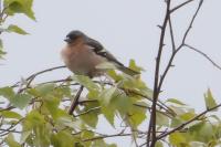 Fringilla coelebs