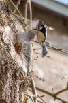 Parus major