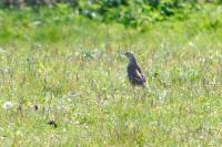 Turdus viscivorus