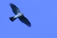 Accipiter nisus