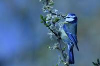 Cyanistes caeruleus